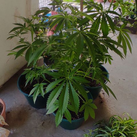 Tropicana wfc growlog timeline photo