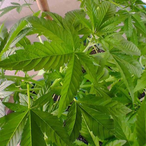Tropicana wfc growlog timeline photo