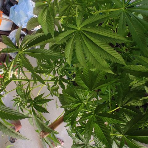 Tropicana wfc growlog timeline photo