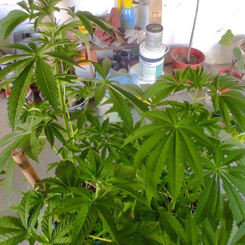 Tropicana wfc growlog timeline photo