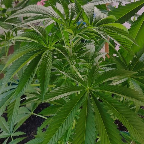 Tropicana wfc growlog timeline photo