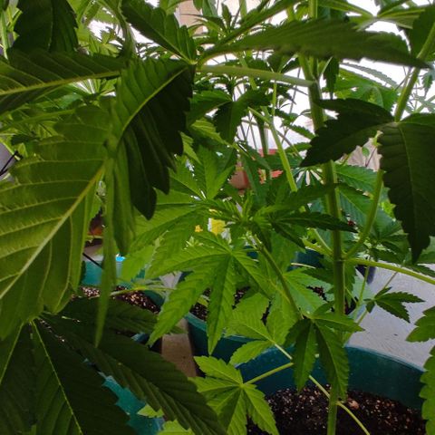 Tropicana wfc growlog timeline photo