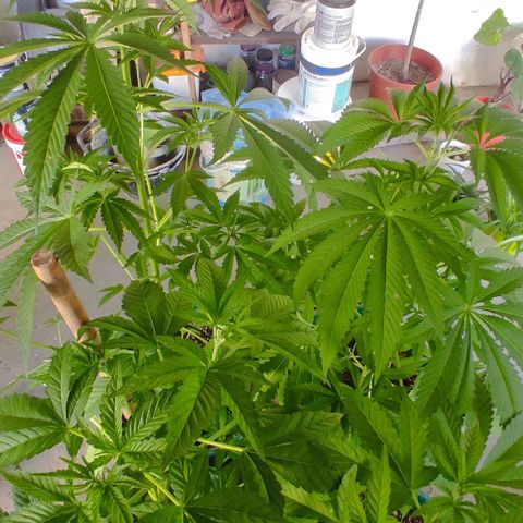 Tropicana wfc growlog timeline photo