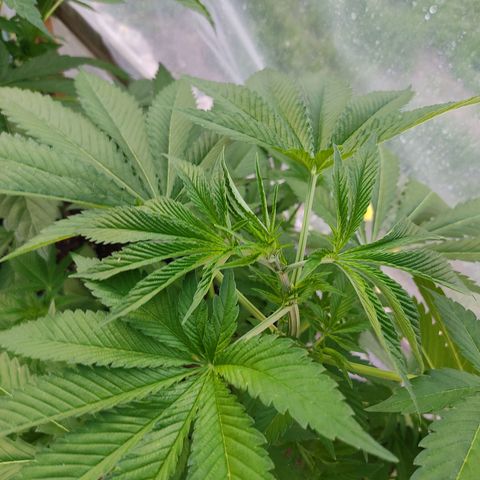Tropicana wfc growlog timeline photo