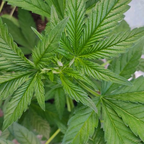 Tropicana wfc growlog timeline photo