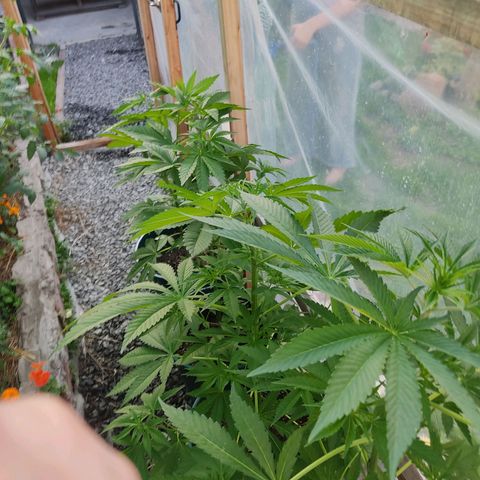 Tropicana wfc growlog timeline photo