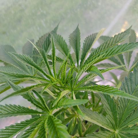 Tropicana wfc growlog timeline photo