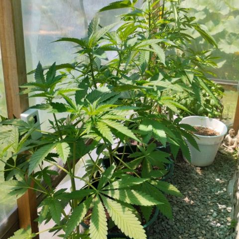 Tropicana wfc growlog timeline photo