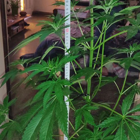 Tropicana wfc growlog timeline photo
