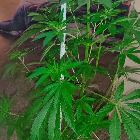 Tropicana wfc growlog timeline photo