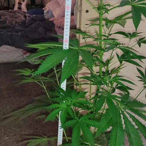 Tropicana wfc growlog timeline photo