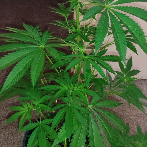 Tropicana wfc growlog timeline photo