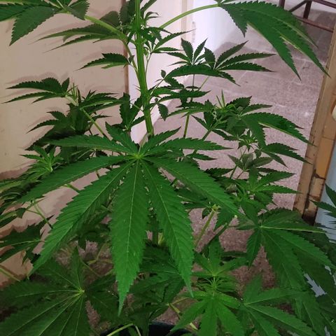 Tropicana wfc growlog timeline photo