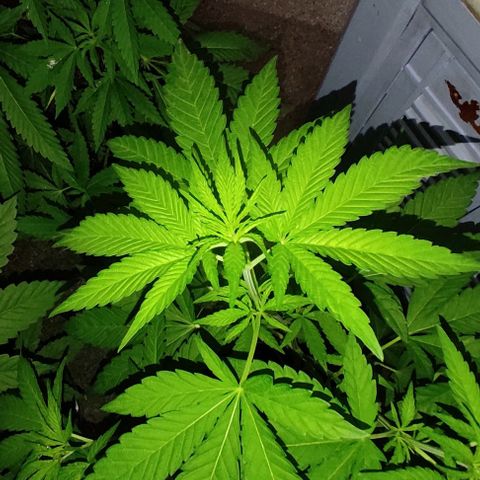 Tropicana wfc growlog timeline photo