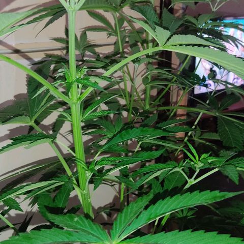 Tropicana wfc growlog timeline photo