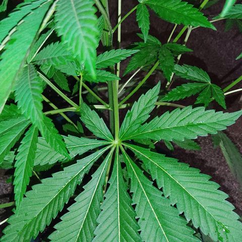 Tropicana wfc growlog timeline photo