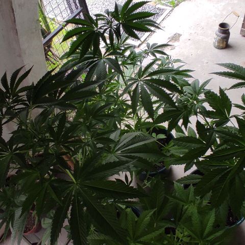 Tropicana wfc growlog timeline photo