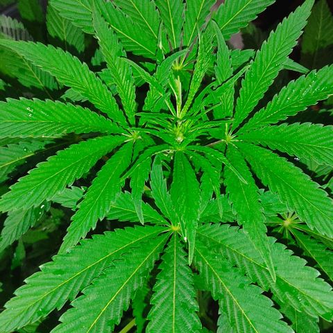 Tropicana wfc growlog timeline photo
