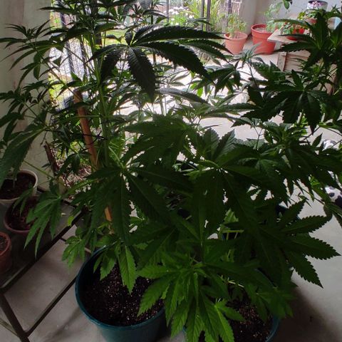 Tropicana wfc growlog timeline photo