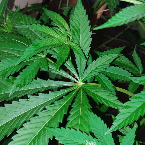 Tropicana wfc growlog timeline photo
