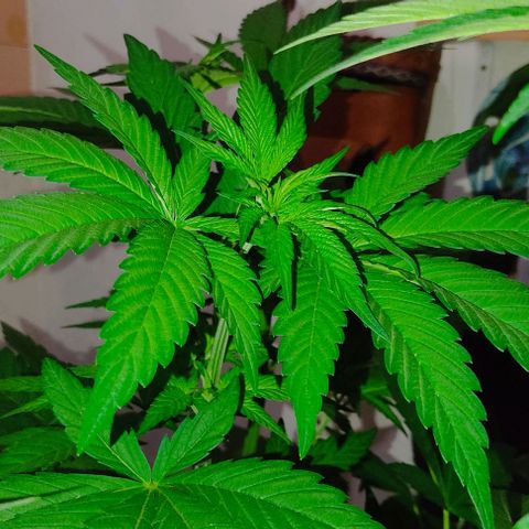 Tropicana wfc growlog timeline photo