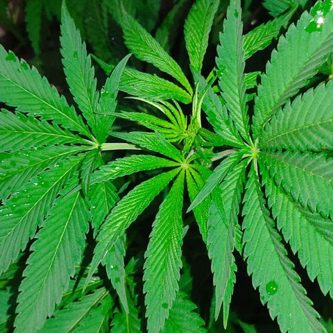 Tropicana wfc growlog timeline photo