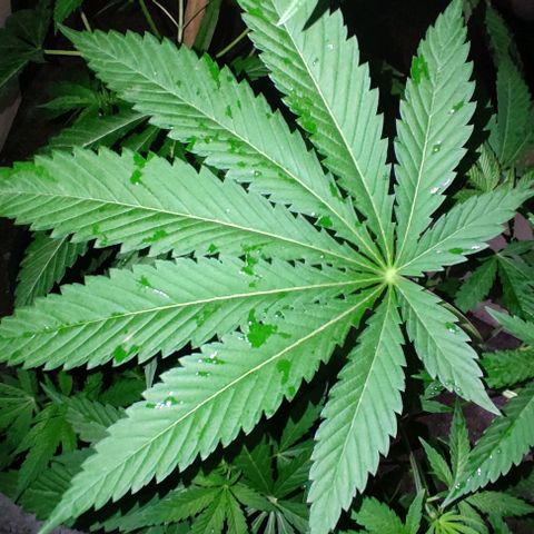 Tropicana wfc growlog timeline photo