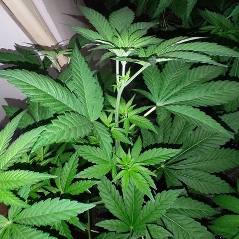 Tropicana wfc growlog timeline photo