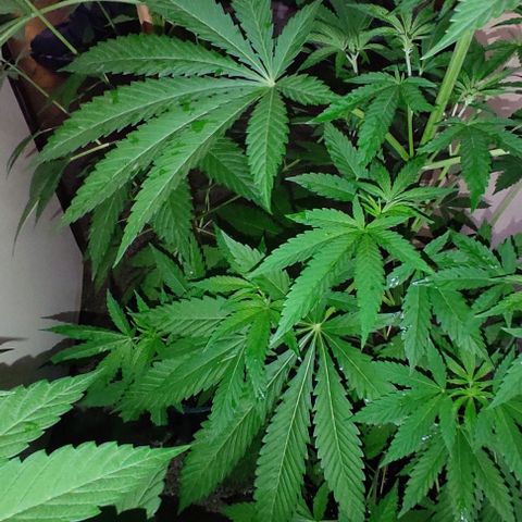 Tropicana wfc growlog timeline photo