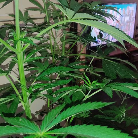 Tropicana wfc growlog timeline photo
