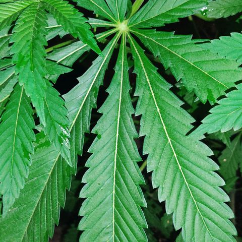 Tropicana wfc growlog timeline photo