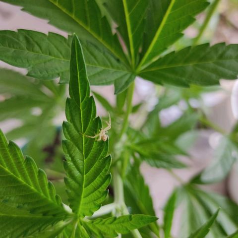 Tropicana wfc growlog photo: Encontré una araña blanca, no se si es buena o mala para la planta 