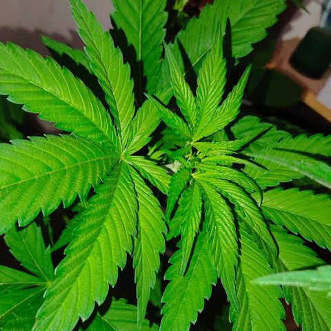 Tropicana wfc growlog timeline photo