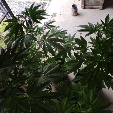 Tropicana wfc growlog timeline photo