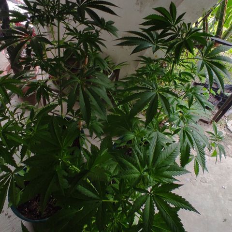 Tropicana wfc growlog timeline photo