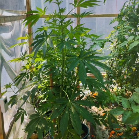 Tropicana wfc growlog timeline photo