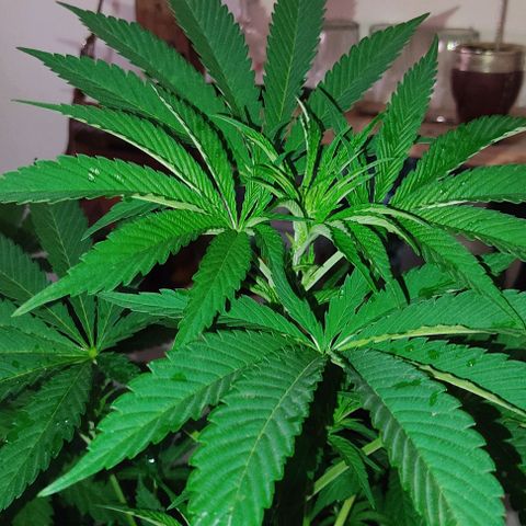 Tropicana wfc growlog timeline photo