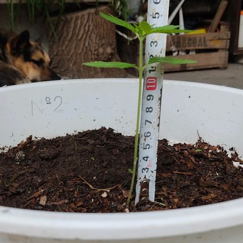 Bananaka growlog timeline photo