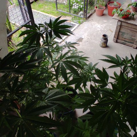 Tropicana wfc growlog timeline photo