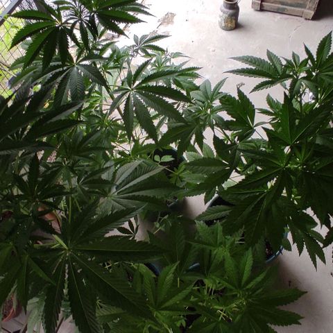 Tropicana wfc growlog timeline photo
