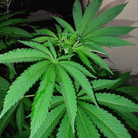Tropicana wfc growlog timeline photo