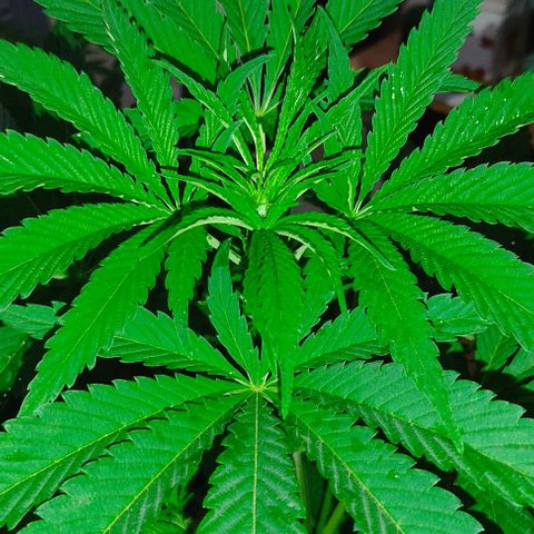 Tropicana wfc growlog timeline photo