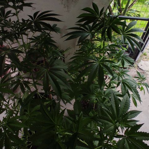 Tropicana wfc growlog timeline photo