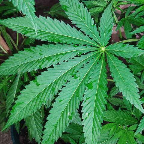 Tropicana wfc growlog timeline photo