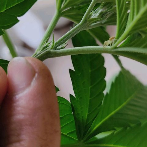 Tropicana wfc growlog photo: Encontré una araña blanca, no se si es buena o mala para la planta 