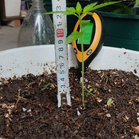 Bananaka growlog timeline photo