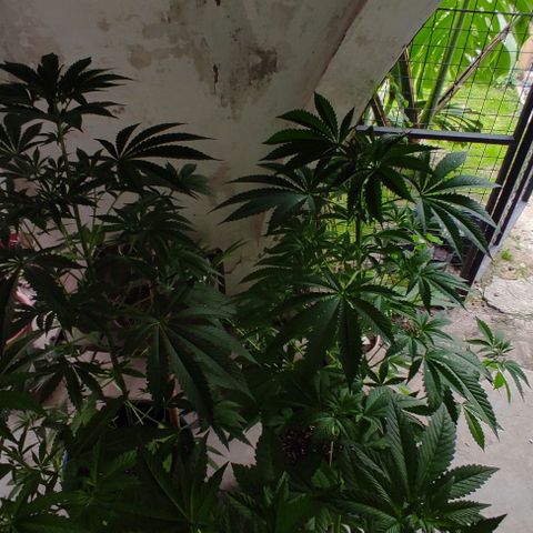 Tropicana wfc growlog timeline photo