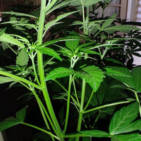 Tropicana wfc growlog timeline photo