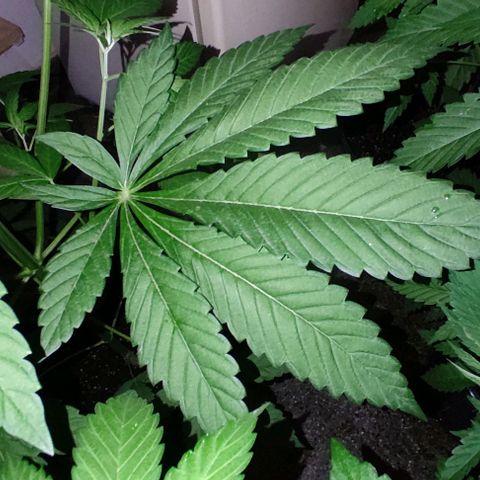Tropicana wfc growlog timeline photo