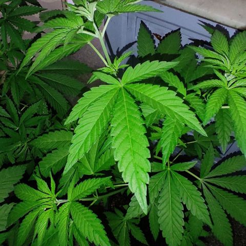 Tropicana wfc growlog timeline photo